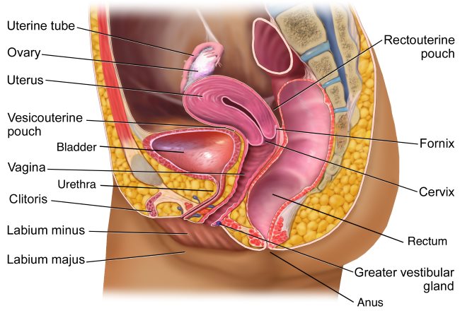 Anatomia dell'apparato riproduttivo femminile